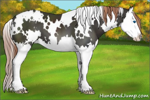 Horse Color:White Spotted Liver Chestnut Splash