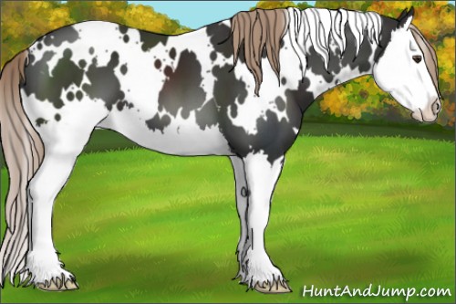 Horse Color:White Spotted Liver Chestnut Splash 