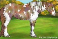 Horse Color:Nacre White Spotted Chestnut Sabino 