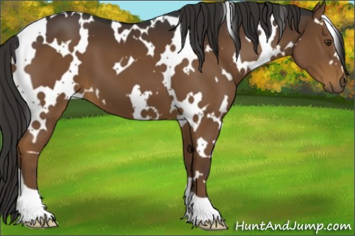 Horse Color:White Spotted Liver Chestnut 