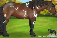 Horse Color:White Spotted Brown 