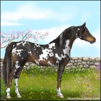 Horse Color:White Spotted Liver Chestnut 