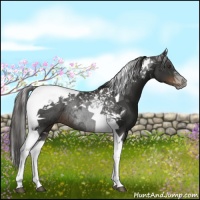 Horse Color:Liver Chestnut Tobiano Rabicano