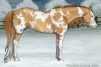 Horse Color:White Spotted Gold Champagne Splash Rabicano