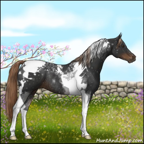 Horse Color:Liver Chestnut Tobiano Rabicano 