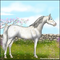Horse Color:White Spotted Chocolate Palomino Ice Pearl Dun Sabino Splash Appaloosa 