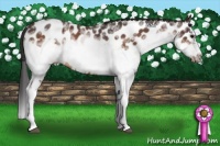 Horse Color:White Spotted Bay Roan Splash Frame Appaloosa 