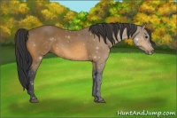 Horse Color:Buckskin 