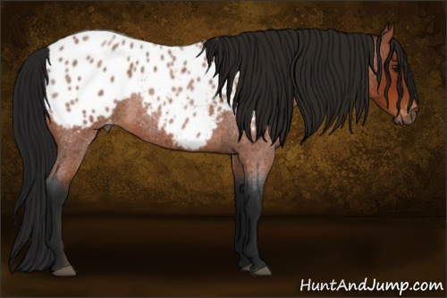 Horse Color:Gray Bay Roan Blanket 