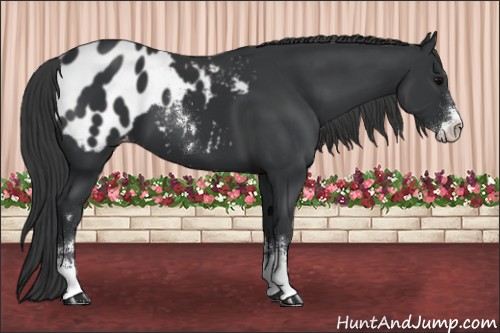 Horse Color:Black Sabino Appaloosa