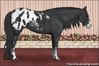 Horse Color:Black Sabino Appaloosa