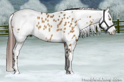 Horse Color:Amber Champagne Appaloosa and Amber Champagne Appaloosa
