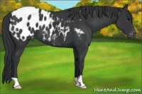 Horse Color:Black Appaloosa