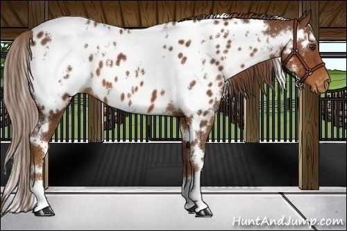 Horse Color:White Spotted Chestnut Appaloosa