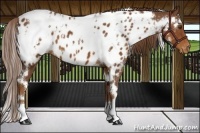 Horse Color:White Spotted Chestnut Appaloosa 