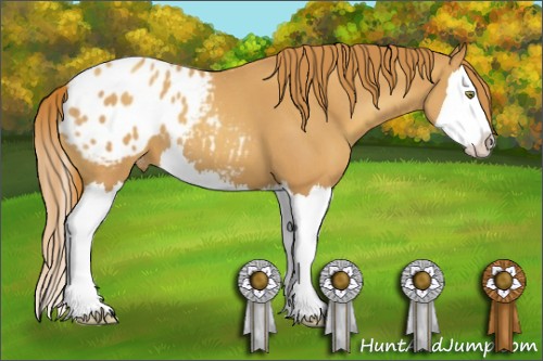 Horse Color:Gold Champagne Roan Splash Appaloosa