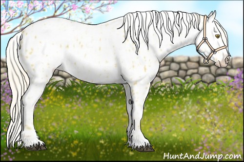 Horse Color:Palomino Leopard  and Palomino Leopard Rabicano 