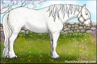 Horse Color:Palomino Leopard  and Palomino Leopard Rabicano 