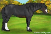 Horse Color:Black  and Brown 