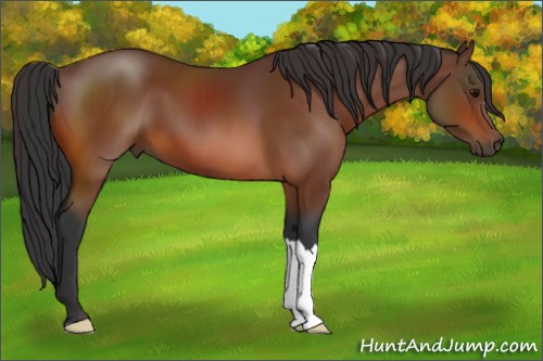 Horse Color:Bay 
