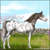 Horse Color:Liver Chestnut Splash Appaloosa 