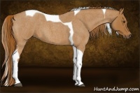 Horse Color:Red Roan Tobiano 
