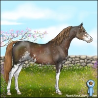 Horse Color:Liver Chestnut Sabino 
