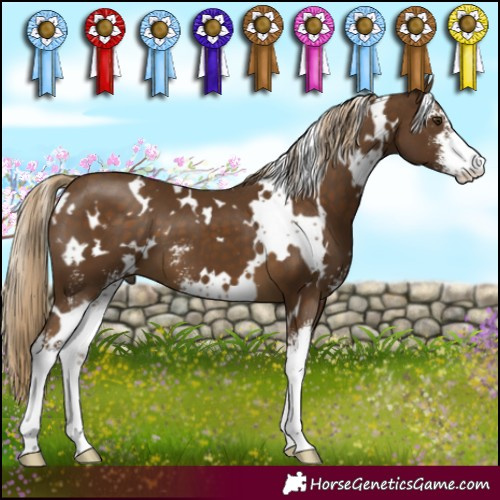 Horse Color:White Spotted Chocolate Palomino Sabino 