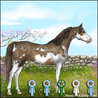 Horse Color:Liver Chestnut Splash Frame 