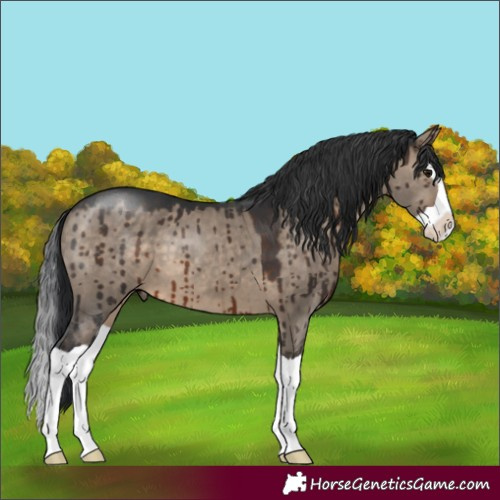 Horse Color:Brown Dun Splash Brindle 