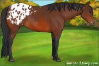 Horse Color:Bay Appaloosa