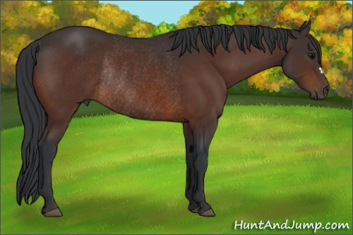 Horse Color:Brown Rabicano