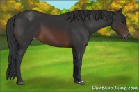 Horse Color:Brown Appaloosa 