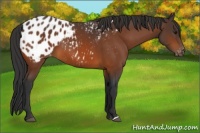 Horse Color:Bay Appaloosa