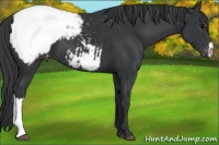 Horse Color:Black Appaloosa