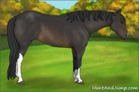 Horse Color:Brown 