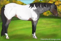 Horse Color:Brown Roan Appaloosa