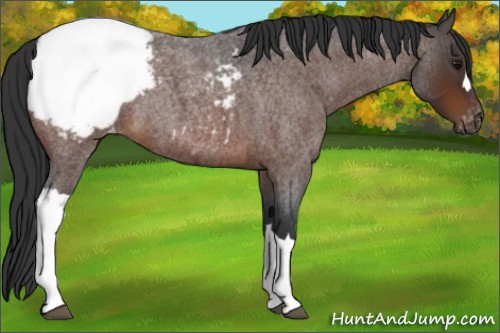 Horse Color:Brown Roan Appaloosa