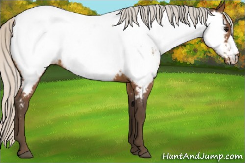Horse Color:Silver Bay Roan Appaloosa 