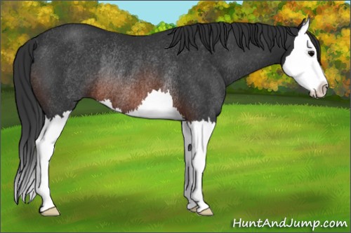 Horse Color:Brown Splash Rabicano 