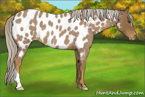 Horse Color:Chocolate Palomino Roan Near Leopard