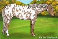 Horse Color:Chocolate Palomino Roan Appaloosa