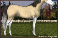 Horse Color:Buckskin Dun Splash 