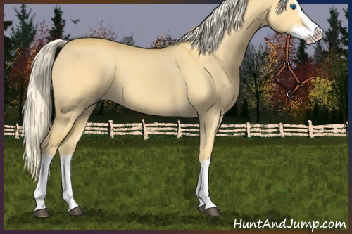 Horse Color:Palomino Dun Splash 