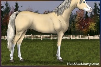 Horse Color:Palomino Dun Splash