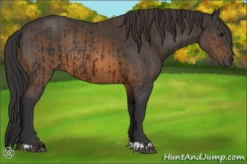 Horse Color:Brown Rabicano  and Buckskin Rabicano 