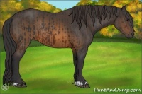 Horse Color:Brown Rabicano and Buckskin Rabicano