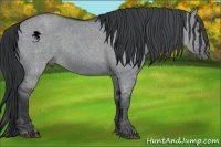 Horse Color:Grullo Chinchilla 