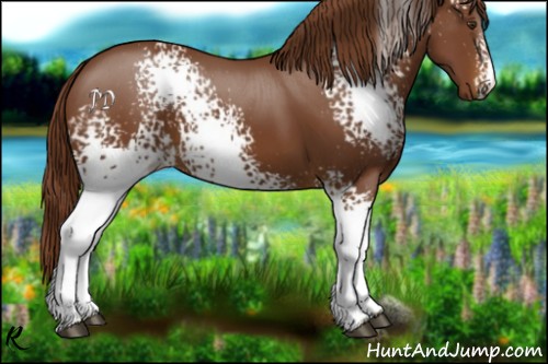 Horse Color:White Spotted Chestnut 