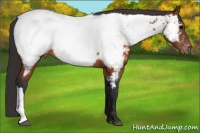 Horse Color:Brown Appaloosa